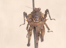 海南佯鱷蚱 海南佯鱷蚱