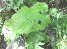 雪山甘草 雪山甘草