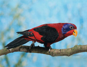 黑翅吸蜜鸚鵡 黑翅吸蜜鸚鵡