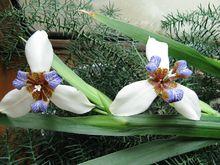 花莖上的新植株