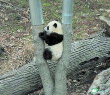 寂寞得疼(被卡的)——網友PS