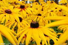 黑心菊相關圖片