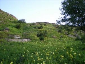 日照天台山上的忘憂草