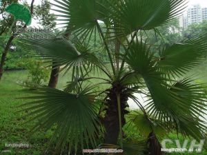 絲葵屬植物絲葵