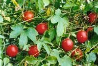 五角栝樓 五角栝樓