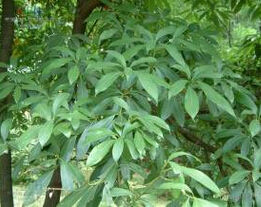 峨眉潤楠 峨眉潤楠