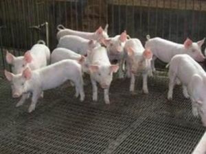 明尼蘇達州豬 明尼蘇達州豬