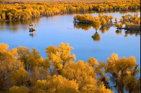 比喀納斯絢爛,比額濟納豐滿,世界最大最美胡楊林,就在新疆!