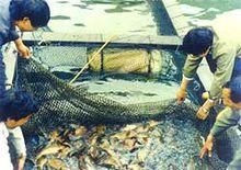 浙東大黃魚養殖責有限任公司養殖場