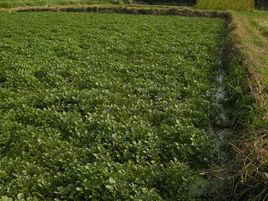 廣東西洋菜 廣東西洋菜