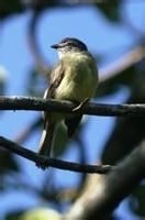 鉛頂小霸鶲 鉛頂小霸鶲