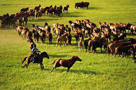 套馬桿[牧民套牲口用長木桿]