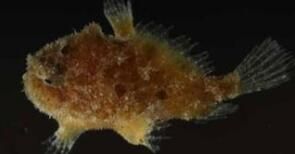 大西洋銀光魚 大西洋銀光魚