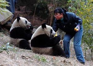 Giant panda