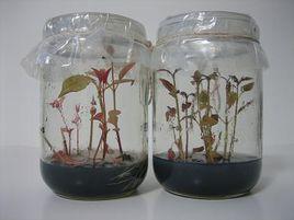 巴西仙草 巴西仙草