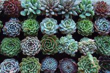 各式各樣的寶石花