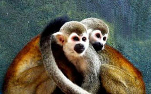 霍氏伶猴 霍氏伶猴