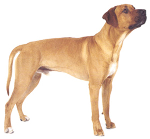 羅得西亞背脊犬