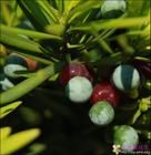 羅漢松實 羅漢松實