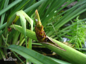 克拉莎屬 克拉莎屬