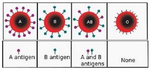 人種血型系統差異
