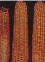 玉蜀黍色二孢 玉蜀黍色二孢