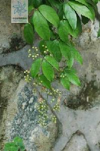 寬藥青藤 寬藥青藤