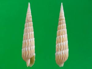 彩帶筍螺 彩帶筍螺