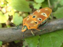 黃盾背椿象 黃盾背椿象