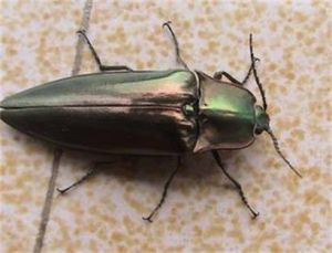 大黑叩頭蟲 大黑叩頭蟲