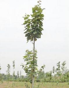 刺槐魯10號 刺槐魯10號