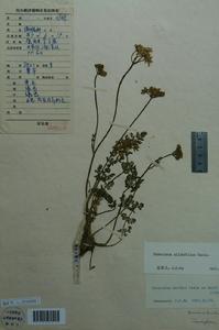 康定獨活 康定獨活