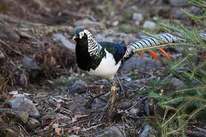 白腹錦雞 白腹錦雞