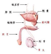 男性生殖器皰疹