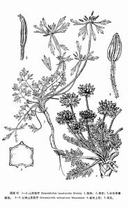 山茉莉芹 山茉莉芹