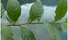 小葉杜莖山 小葉杜莖山