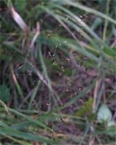 細柄草屬 細柄草屬