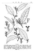 秀柱花族 秀柱花族