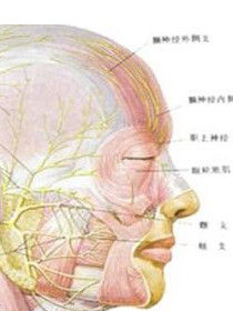 胞輪振跳 胞輪振跳