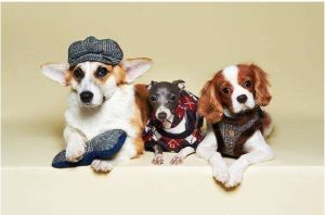 寵物陪護假 寵物陪護假