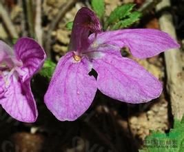 短花馬先蒿 短花馬先蒿