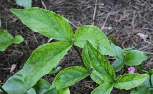 桃色無心菜 桃色無心菜