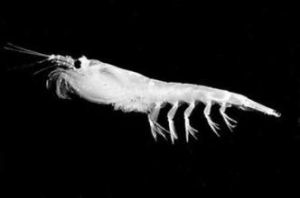 尖頭異尾輪蟲 尖頭異尾輪蟲