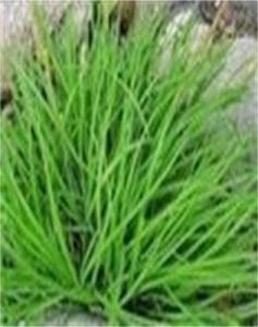 團穗薹草 團穗薹草