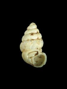 斜芝麻蝸牛 斜芝麻蝸牛