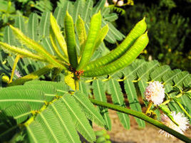 合歡草屬 合歡草屬
