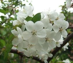 腺葉懸鉤子薔薇(變型) 腺葉懸鉤子薔薇(變型)