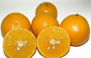 皇帝柑 皇帝柑