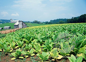 西北邊境省風光