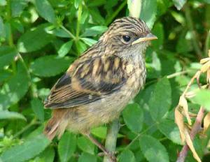 赤胸鵐西南亞種 赤胸鵐西南亞種